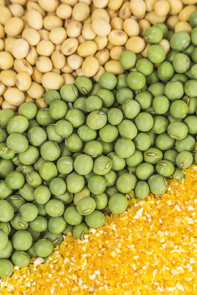 国庆献礼|金豆子以品牌之力激活芽苗菜价值，用实绩献礼家国华诞